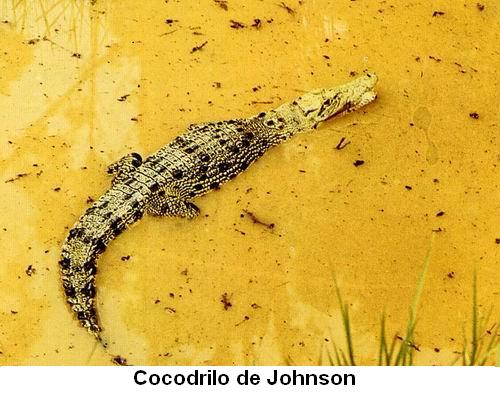 Cocodrilo de Johnson.jpg